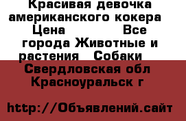 Красивая девочка американского кокера › Цена ­ 35 000 - Все города Животные и растения » Собаки   . Свердловская обл.,Красноуральск г.